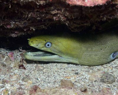 Green Moray Eel.jpg