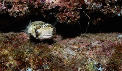 Happy Balloonfish.jpg