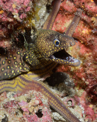 Jeweled Moray Eel.jpg