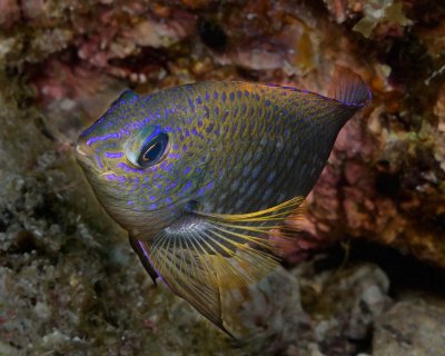 Juvenile Damselfish.jpg