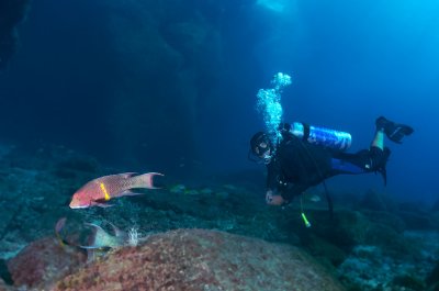 Mexican Hogfish and the best divemaster in the world.jpg