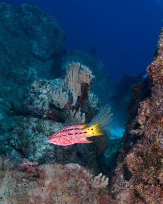 Mexican Hogfish.jpg