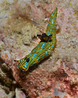 Nudibranch.jpg