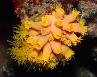 Orange Cup Coral.jpg