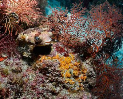 Pair of Balloonfish.jpg