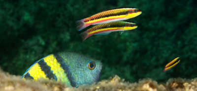 Panamic Sergeant Major and Rainbow Wrasse.jpg