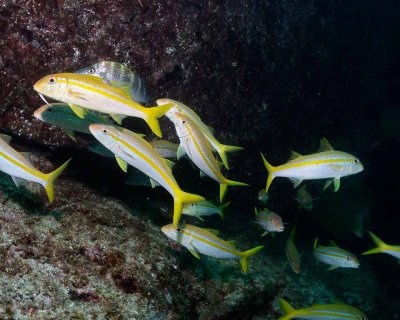 School of Mexican Goatfish.jpg