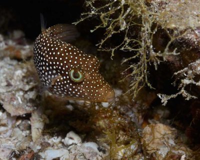 Spotted Sharpnose Puffer Closeup.jpg