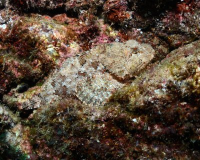 Stone Scorpionfish - dont touch.jpg