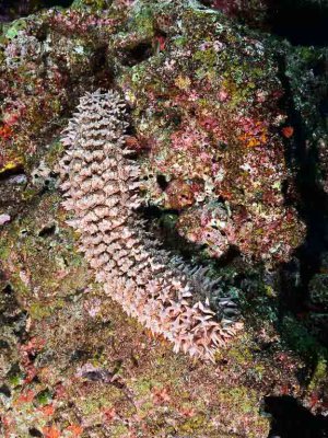 Underwater Photos from Thailand