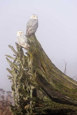 Pair-of-Snowy-Owls.jpg