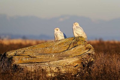 Pair-of-Snowy-Owls-2.jpg