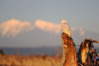 Snowy Owls in Boundary Bay