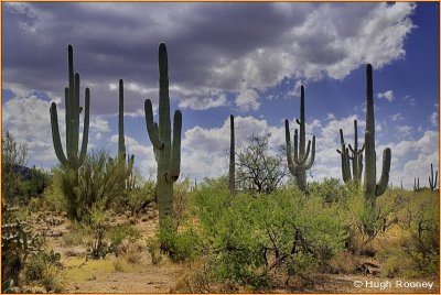 USA - Arizona - Saguaro National Park East