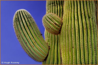  USA - Arizona - Saguaro National Park East