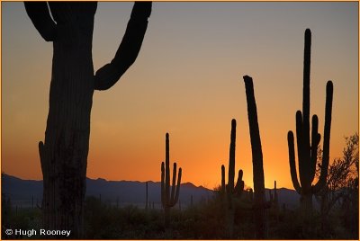 USA - Arizona - Saguaro National Park West