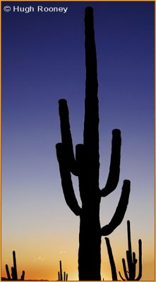 USA - Arizona - Saguaro National Park West