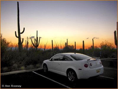  USA - Arizona - Saguaro National Park West