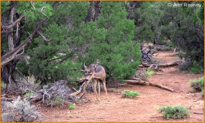 USA - Arizona - Grand Canyon