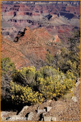 USA - Arizona - Grand Canyon