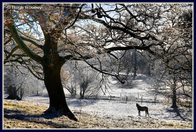  Ireland - Co.Sligo - Markree Castle grounds