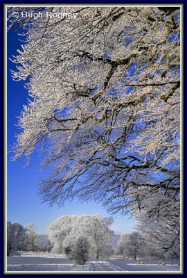  Ireland - Co.Sligo - Markree Castle grounds 