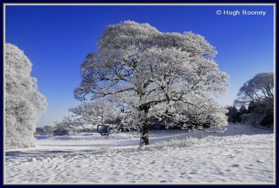  Ireland - Co.Sligo - Markree Castle grounds