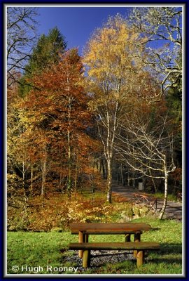  Ireland - Co.Sligo - Slish Wood in Autumn 