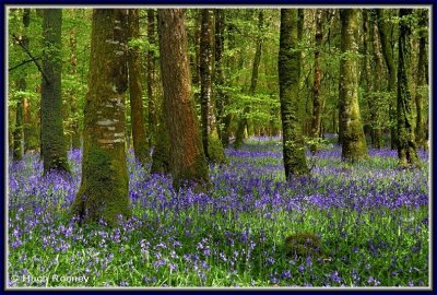 Ireland - Co.Roscommon - Derreen Wood - Bluebells in 2012