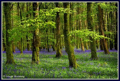 Ireland - Co.Roscommon - Derreen Wood - Bluebells in 2012