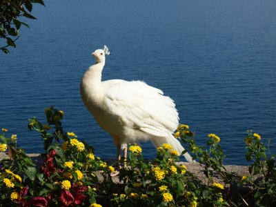 Bella fauna