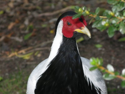 Madre fauna