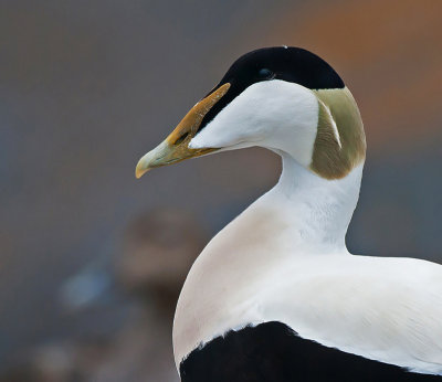 Somateria mollissima - Common Eider - Eider