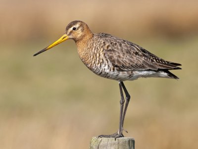 Black-tailed Godwit - Grutto PSLR-0587.jpg