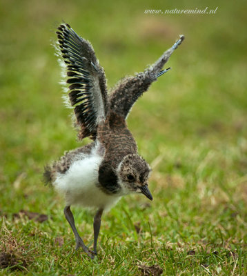 Lapwing - Kievit PSLR-2072.jpg