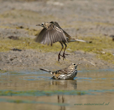 Meadow Pipit - Graspieper PSLR-2178.jpg