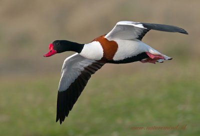 Tadorna tadorna - Common Shelduck - Bergeend