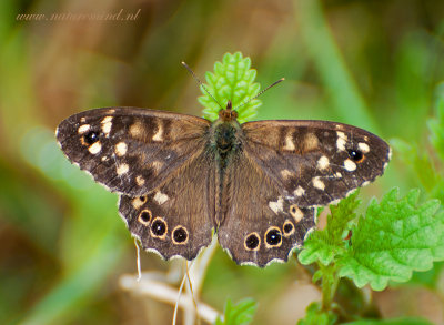 Speckled Wood - Bont zandoogje PSLR-3090.jpg