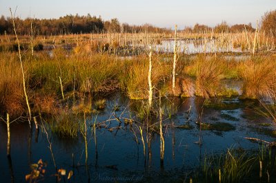 Bog lakes - Veenplassen PSLR-3378.jpg