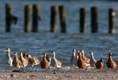 Bar-tailed Godwit - Rosse grutto PSLR-4409.jpg