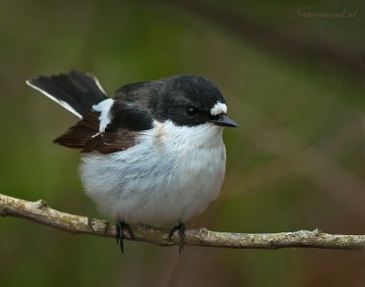 Pied Flycatcher - Bonte vliegenvanger PSLR-3533.jpg