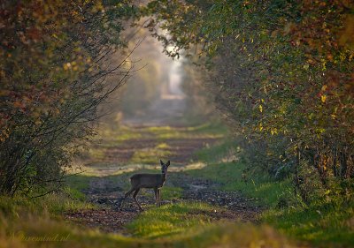 Roe Deer - Ree PSLR-3589.jpg