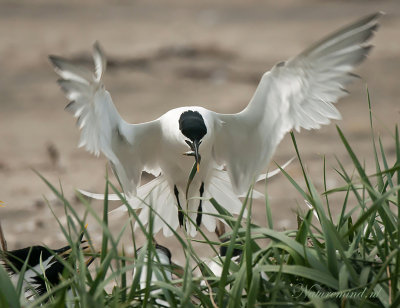 Sandwich Tern - Grote stern PSLR3764.jpg