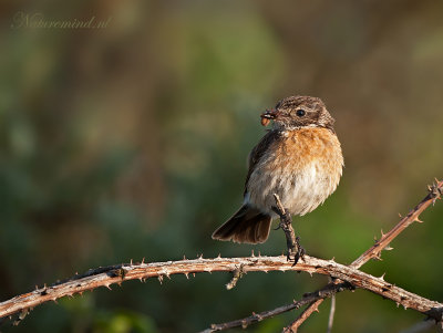 Stonechat - Roodborsttapuit PSLR1152.jpg