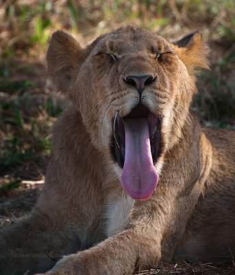 Yawning Lions