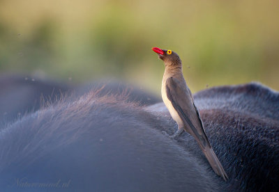 Red-billed Oxpecker  PSLR-8495.jpg