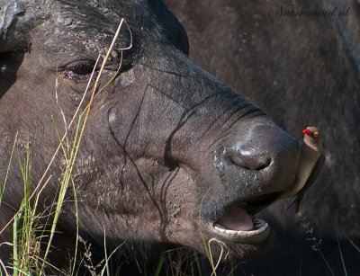 Red-billed Oxpecker  PSLR-8719.jpg