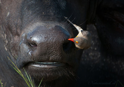 Red-billed Oxpecker