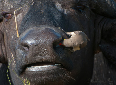 Red-billed Oxpecker PSLR-8721.jpg
