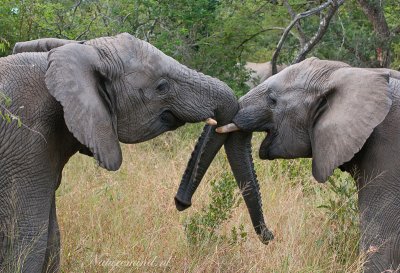 African Elephant PSLR-8510.jpg